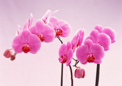 PS如何做漂亮花艺术字？