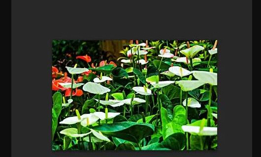 Photoshop怎么调节透明度？
