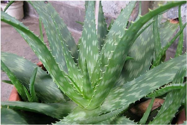 关于室内植物装饰，什么植物比较合适？