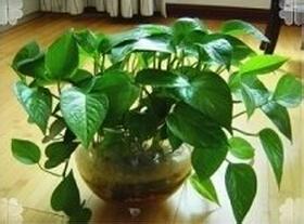 关于室内植物装饰，什么植物比较合适？