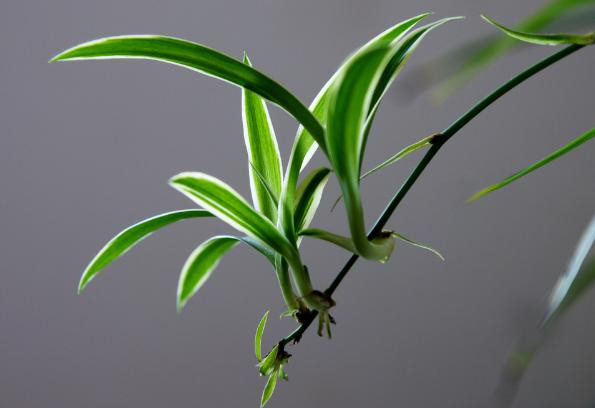 关于室内植物装饰，什么植物比较合适？