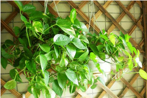 关于室内植物装饰，什么植物比较合适？