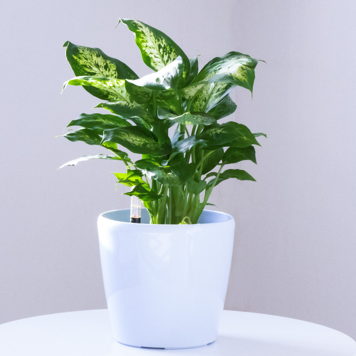 室内设计中一般会放什么植物呢?