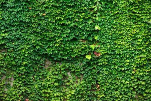 关于室内植物装饰，什么植物比较合适？