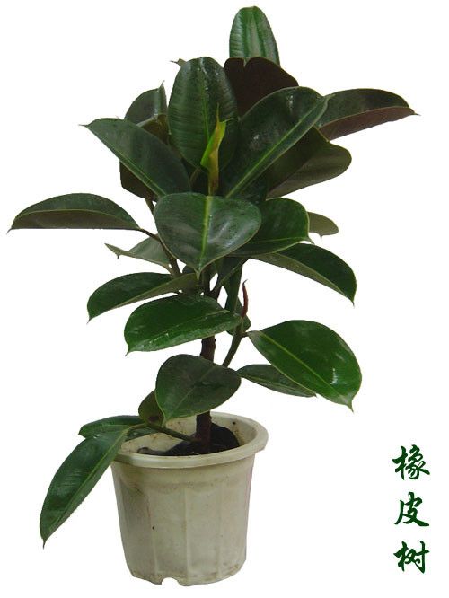 关于室内植物装饰，什么植物比较合适？