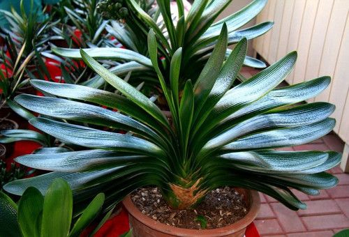 关于室内植物装饰，什么植物比较合适？