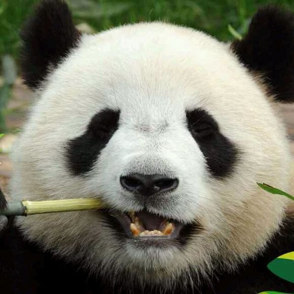 霸气熊猫头像图片