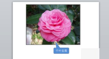 如何在PPT照片中加入标记符号？