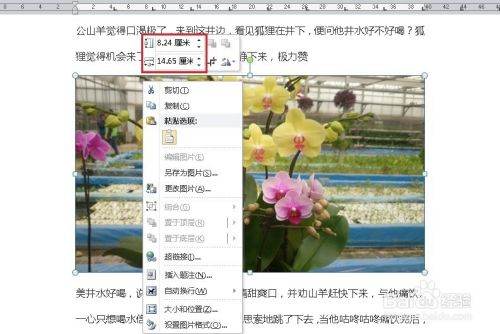 Word文档图片怎么调整？