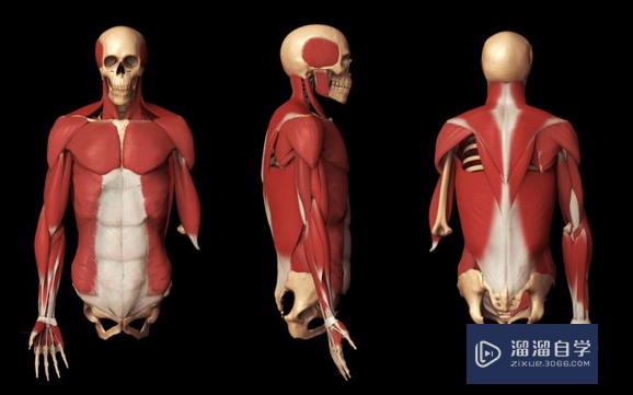 ZBrush提高人体骨骼建模方法技巧（下）