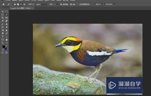 <esred>PS</esred>中魔<esred>棒</esred><esred>工具</esred>怎么<esred>用</esred>？