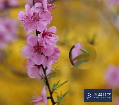 如何用<esred>PS</esred>局部放大照<esred>片中</esred>的<esred>一部</esred><esred>分</esred>？