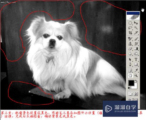 PS怎样抠毛发动物和头发3种方法？