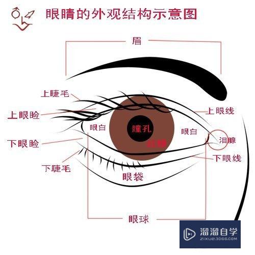 Photoshop五官的画法(ps怎么画五官)