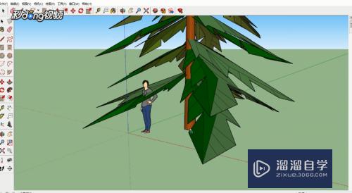 SketchUp如何创建3D常青树模型(sketchup树木建模)