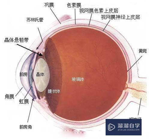 Maya实例讲解真实的眼睛制作图文教程(maya眼睛怎么做)