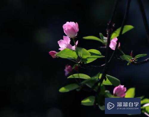 拍摄花朵顺光和逆光该如何选择(拍摄花朵顺光和逆光该如何选择呢)