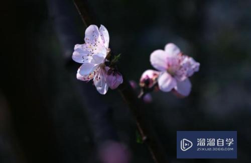 拍摄花朵顺光和逆光该如何选择？