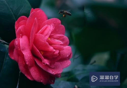 拍摄花朵顺光和逆光该如何选择(拍摄花朵顺光和逆光该如何选择呢)