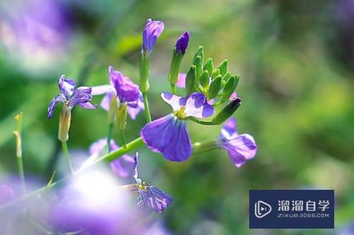 拍摄花朵顺光和逆光该如何选择(拍摄花朵顺光和逆光该如何选择呢)