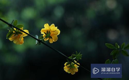 拍摄花朵顺光和逆光该如何选择？