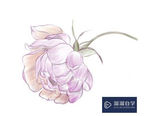 PS怎么使用板绘画一朵儿花？