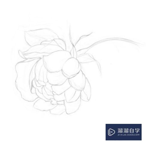 PS怎么使用板绘画一朵儿花？