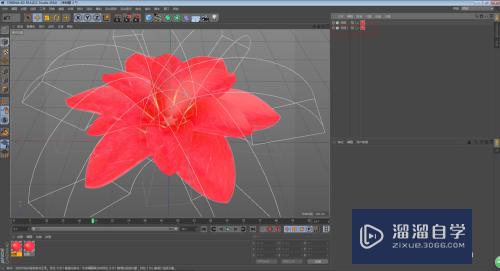 C4D怎么制作花朵开放的动画效果(c4d做花朵开放过程动画)