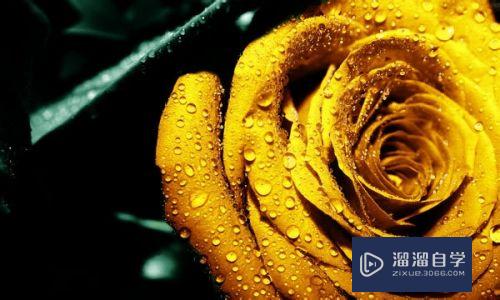 PS<esred>如何</esred><esred>制作</esred>出金色<esred>玫瑰</esred><esred>花</esred>？